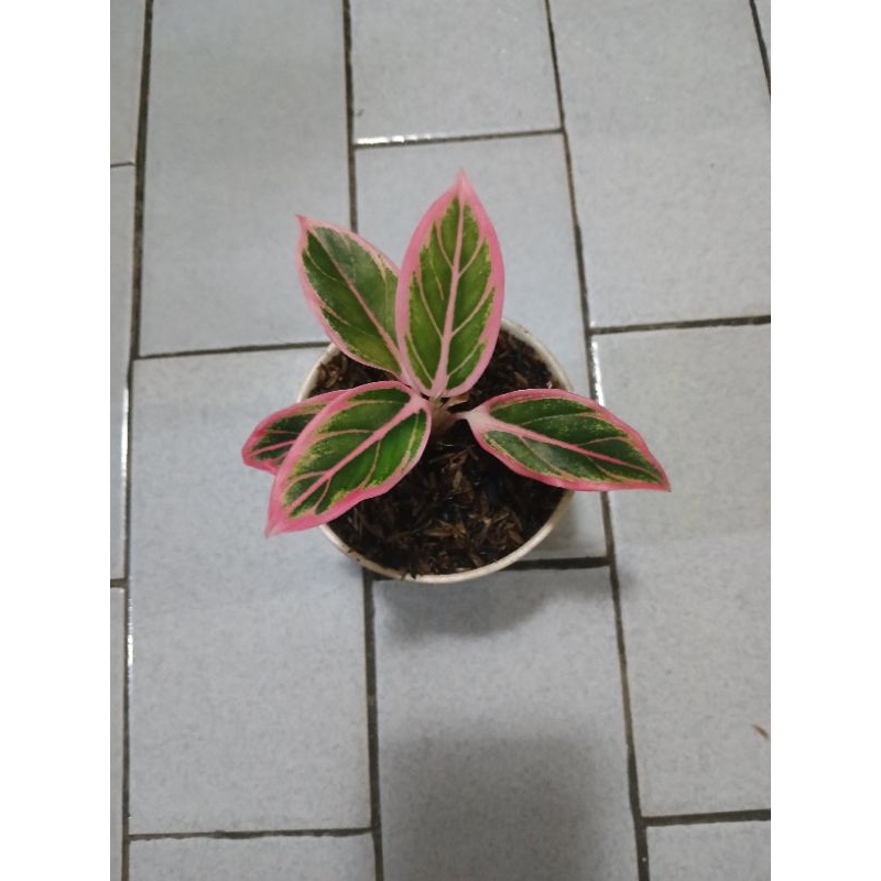 Diskon aglaonema lotus delight daun 5 Stok Terbatas