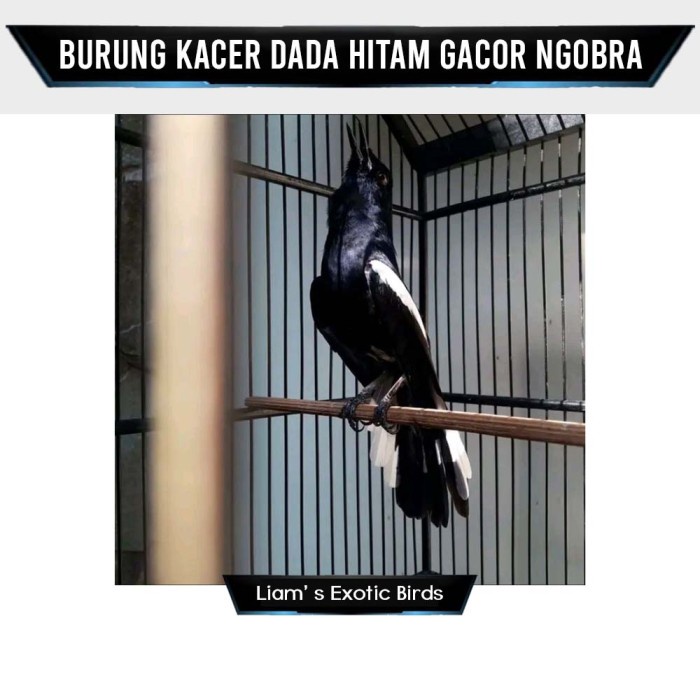 Burung Kacer Dada Hitam Gacor Ngobra