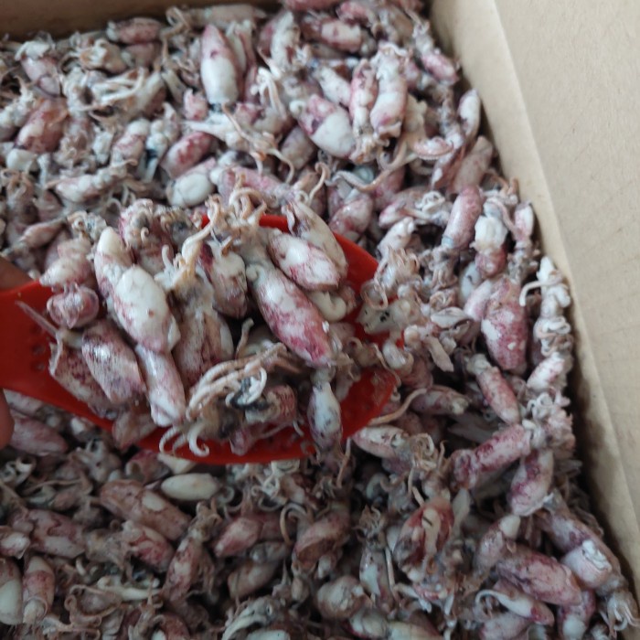 

BARANG TERLARIS cumi baby asin 1kg
