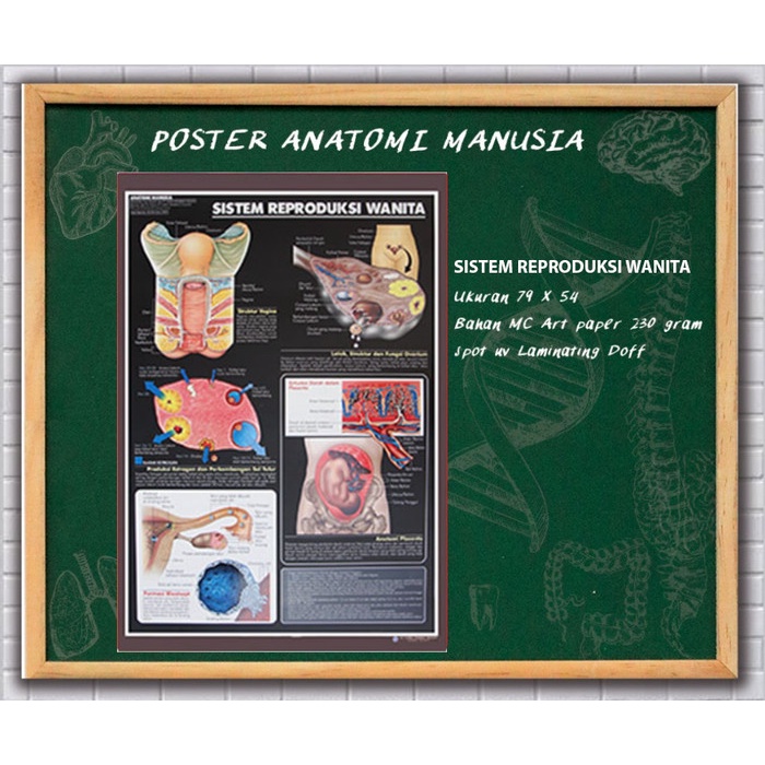

SALE !!! POSTER ANATOMI MANUSIA (SISTEM REPRODUKSI WANITA) READYY