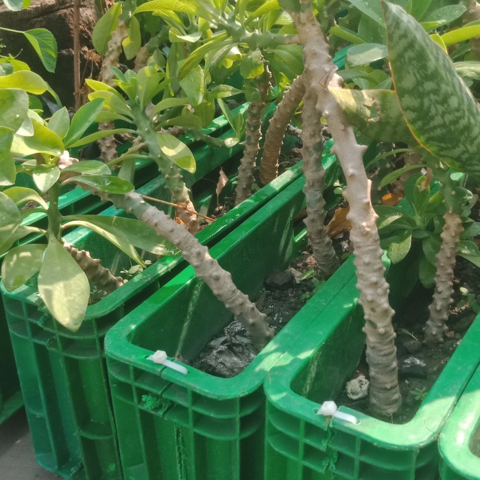 New Kaktus Sekulen Euphorbia Neriifolia Japan Tanaman Hias Ready