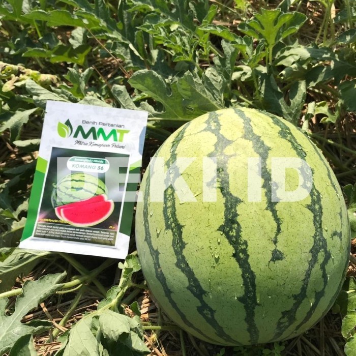 New Benih Semangka Komang 56 Merah F1 Hibrida 20 Gram Bibit Unggul Mmt Ready