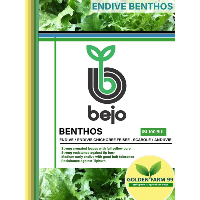 New Benih Endive Benthos Bejo Seed Import - Tipe Endive Curly Ready