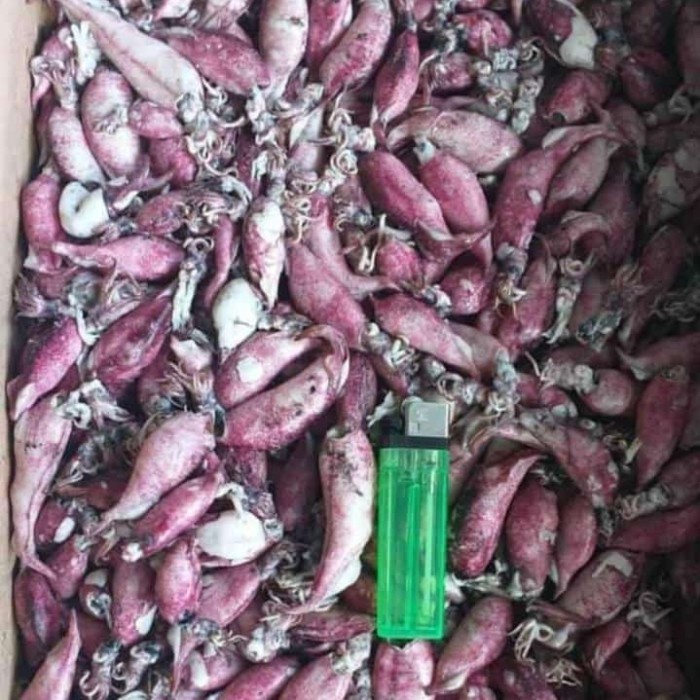 

Diskon Cumi Asin Rebus 250Gr 500Gr 1Kg Ready