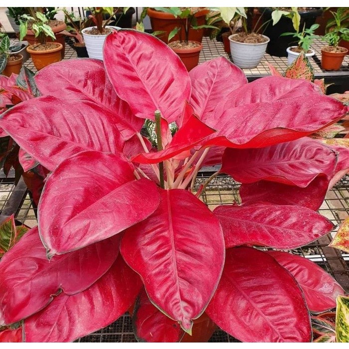 PROMO aglonema merah red kocin
