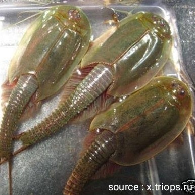 

instant Creature Triops Green Australe