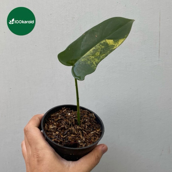 Tanaman Hias Philodendron Violin Variegata / Violin Varigata Trah