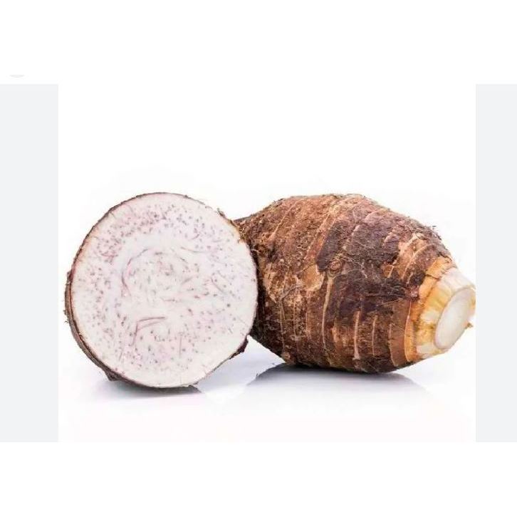 

TALAS BOGOR JUMBO 2KG