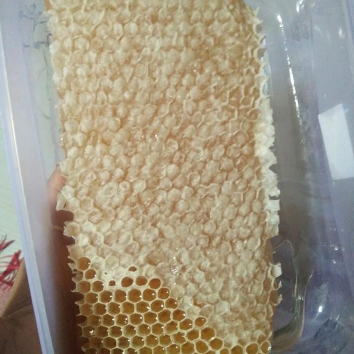 

Madu Sarang Asli 500 Gram Alami Honey Terbaru