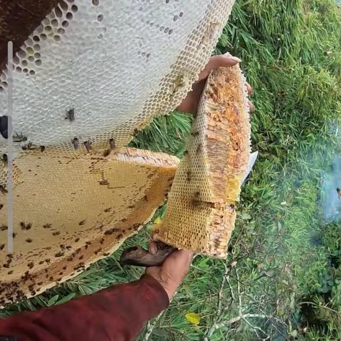 

BARANG TERLARIS Madu Hutan Liar Sialang 1 Kg Asli Raw Honey Manis