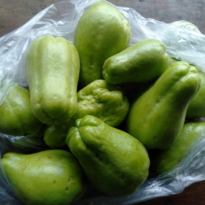 LIMITED EDITION Bibit Tanaman Baby Labu Siam Jipang Gondes manis