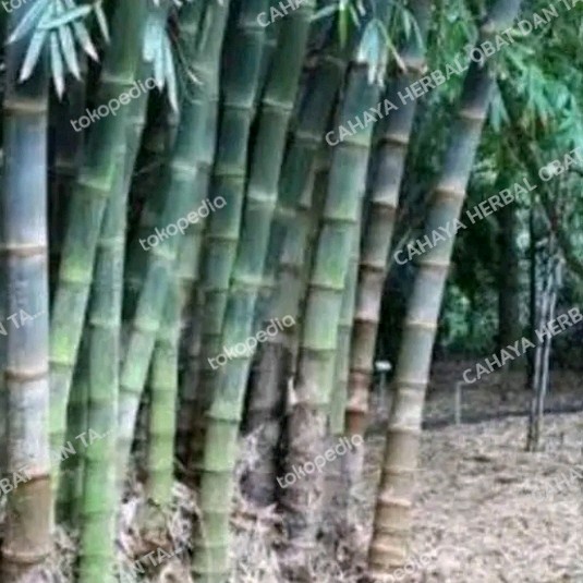 TERBATAS Bibit Bambu Petung Bibit Tanaman Bambu Petung Asli
