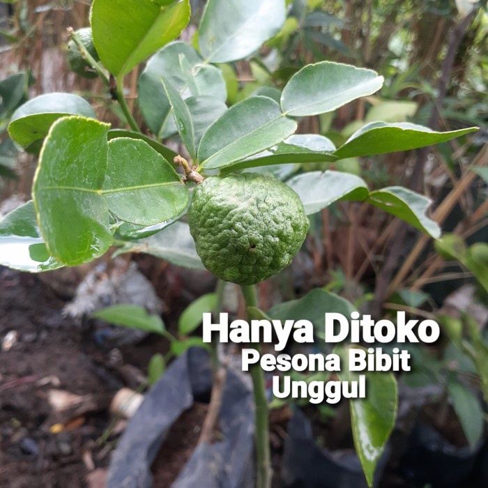 TERBATAS BIBIT TANAMAN JERUK PURUT SUDAH BERBUAH/ BIBIT JERUK PURUT BERBUAH