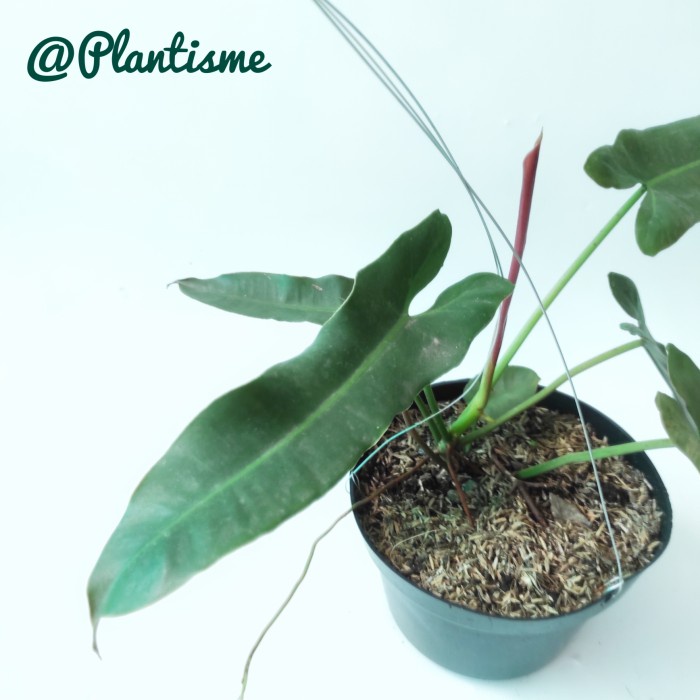 Tanaman Hias - Philodendron Atabapoense