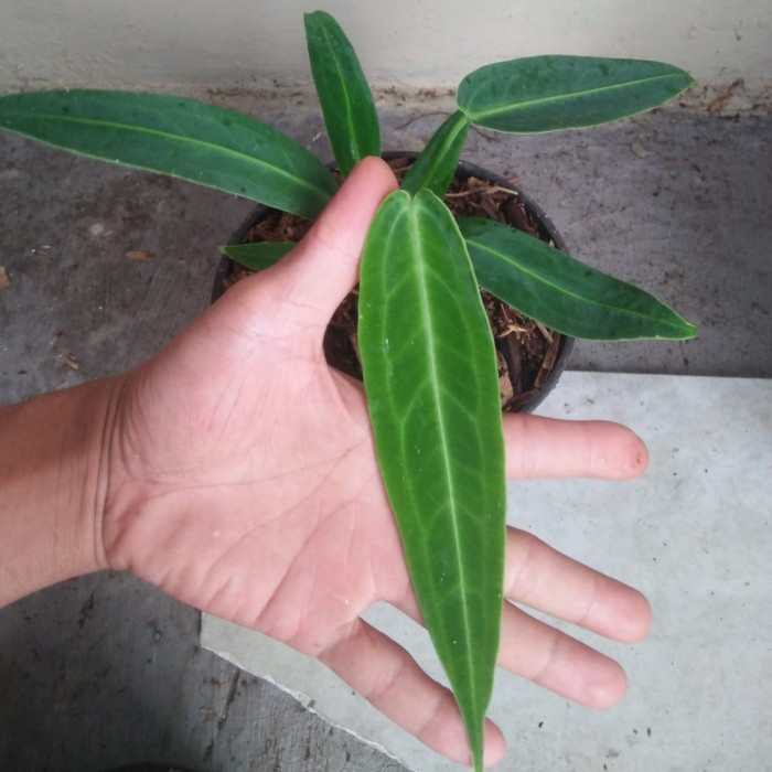 Tanaman hias warog lidah gajah ekonos