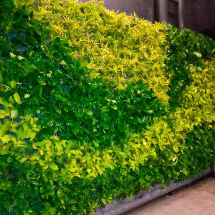 Paket 200 Tanaman Hias Vertical Garden / Paketan Pohon Vertical Garden