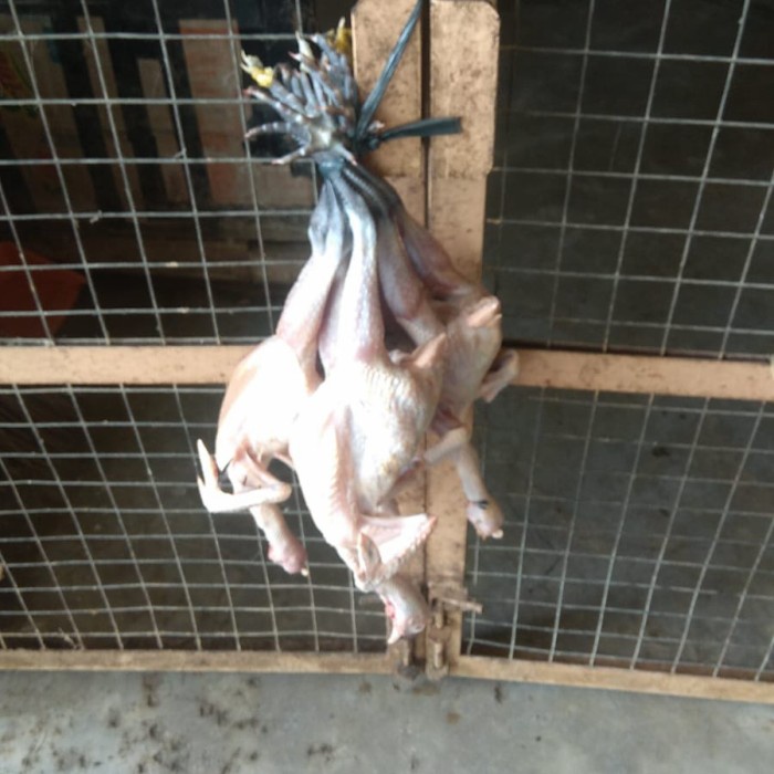 

HJK Ayam Kampung Fresh (Berat hidup 1000 gram)