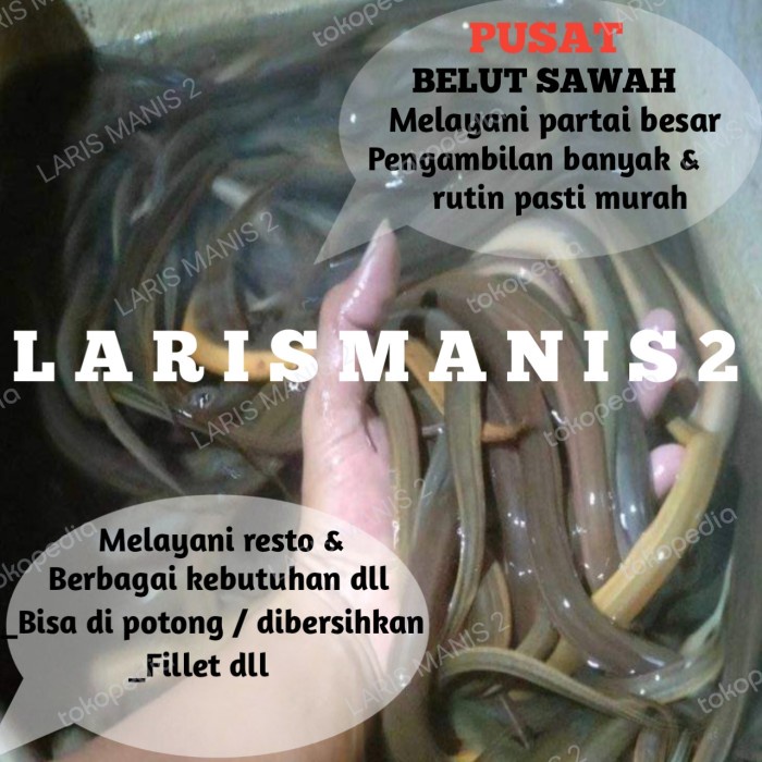 Belut sawah lindung sawah hidup 1000gram