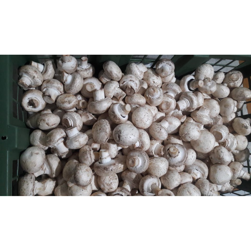 

Jamur Champignon/jamur kancing 500gr " Grade C" / 500 GR