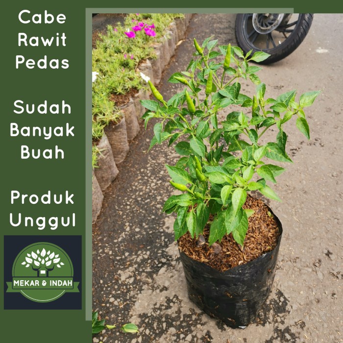 bibit tanaman cabe rawit pedas, tanaman cabai pedas setan