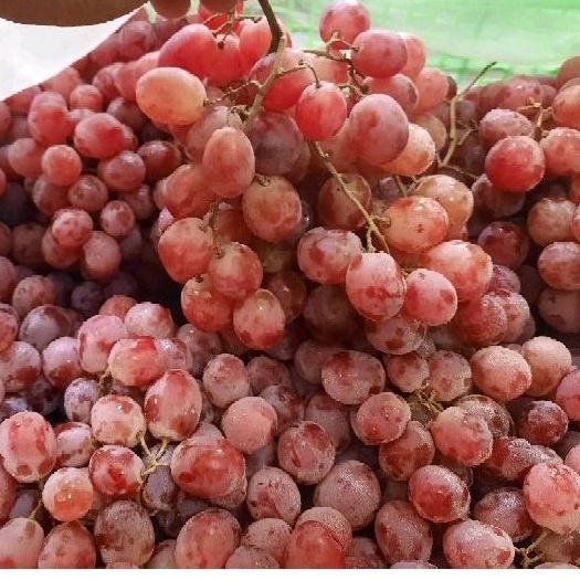 

Anggur Merah Manis 1kg