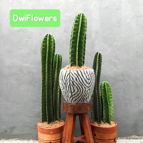 

HJK TERMURAH Tanaman Kaktus Koboy Ukuran Berbeda - Pohon Kaktus Belimbing