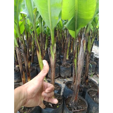 

HJK Bibit pisang Barangan