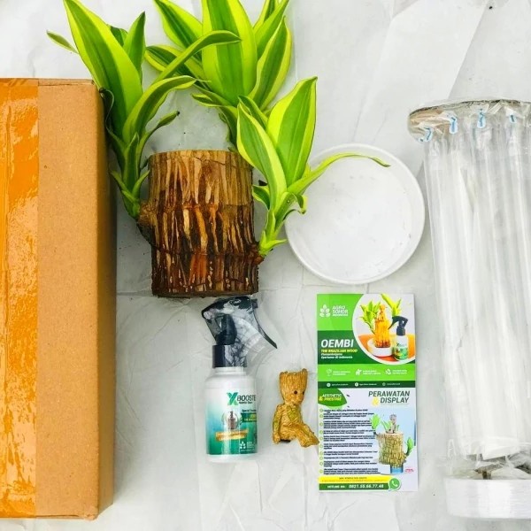 

HJK Oembi The Brazilian Wood Tanaman Hias Indoor Unik