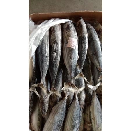 

Ikan cakalang beku dan tongkol lisong