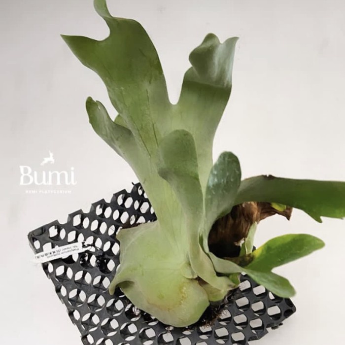 Promo Terbatas Platycerium Holttumii - Bumi Tanduk Rusa Hybrid Aman