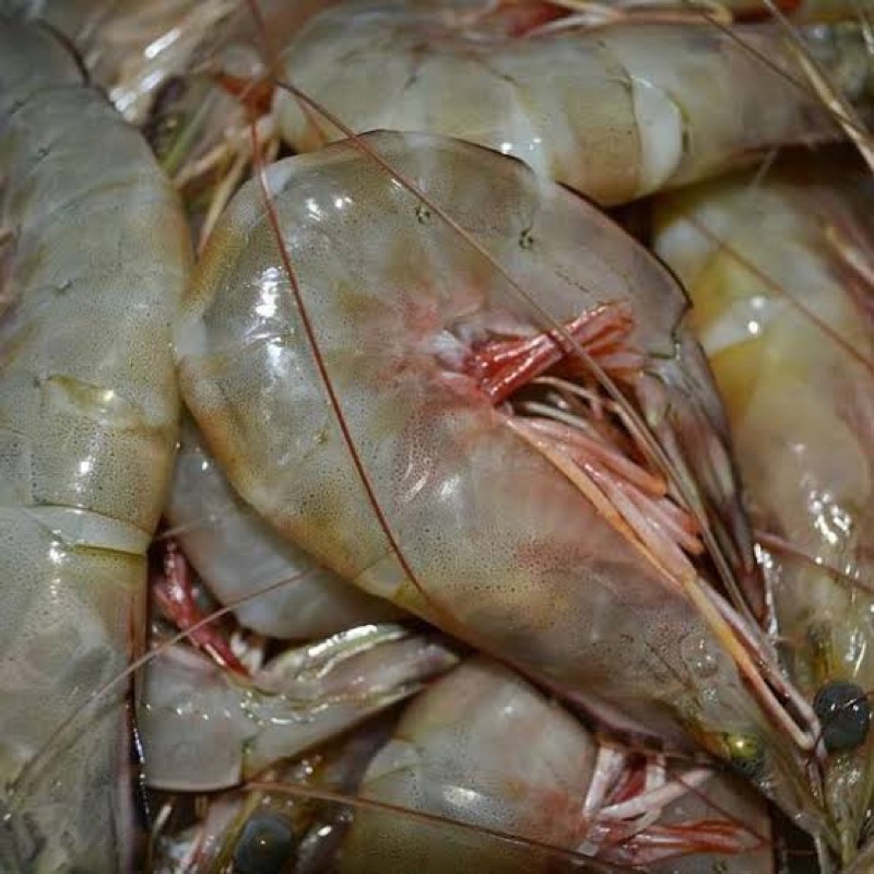 

UDANG UKURAN BESAR/SEDANG