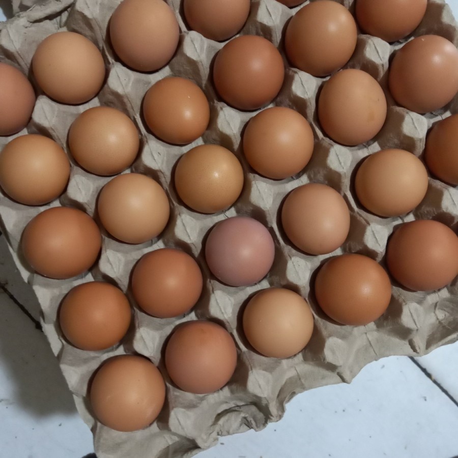 

TELUR AYAM NEGRI FRESH /KG