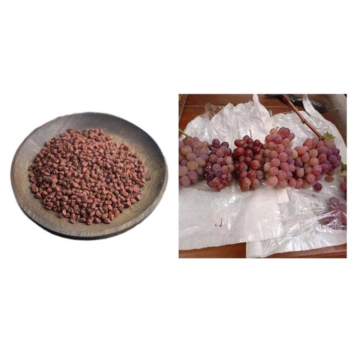 JTTOP" BENIH ANGGUR JUPITER GENJAH