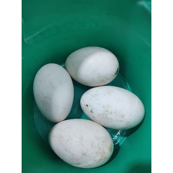 

Telur angsa Telor Soang