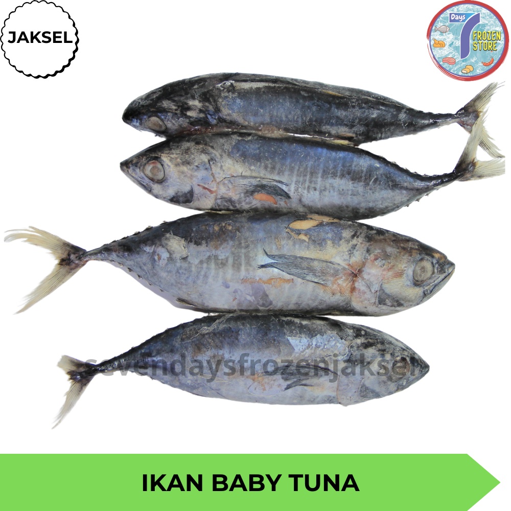 

Ikan Baby Tuna Beku Kapal Frozen 1 kg
