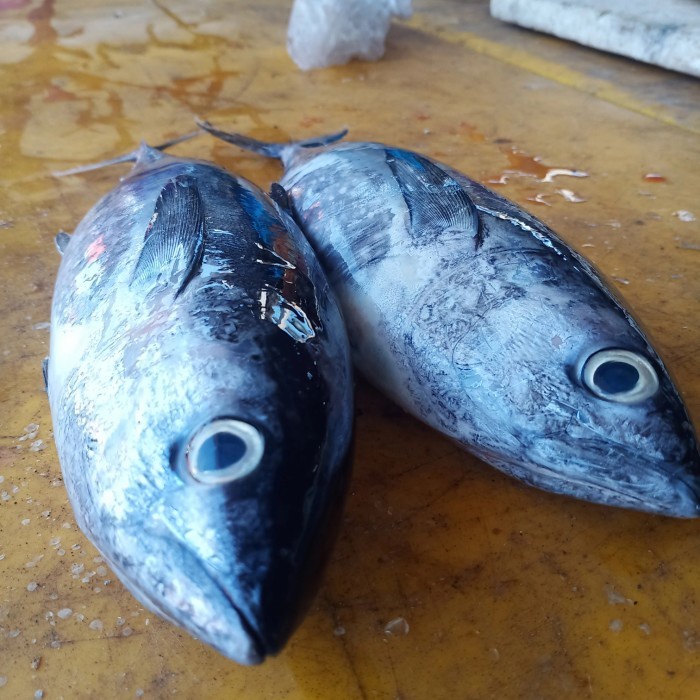 

(Good) ikan tongkol fresh