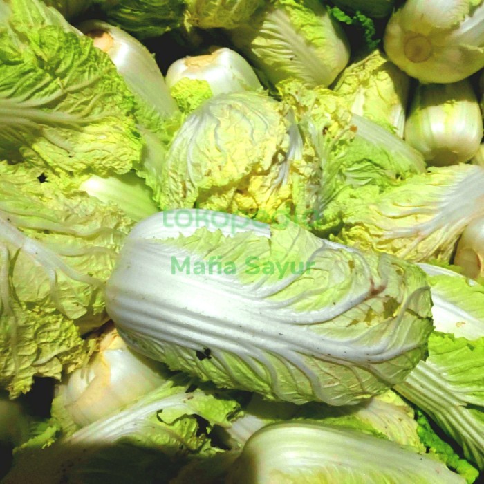 

(Good) SAWI PUTIH FRESH / CHINESE CABBAGE / SAYUR SAYURAN SEGAR - 250Gr
