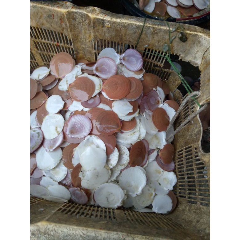

Kerang Simping scallop Frozen