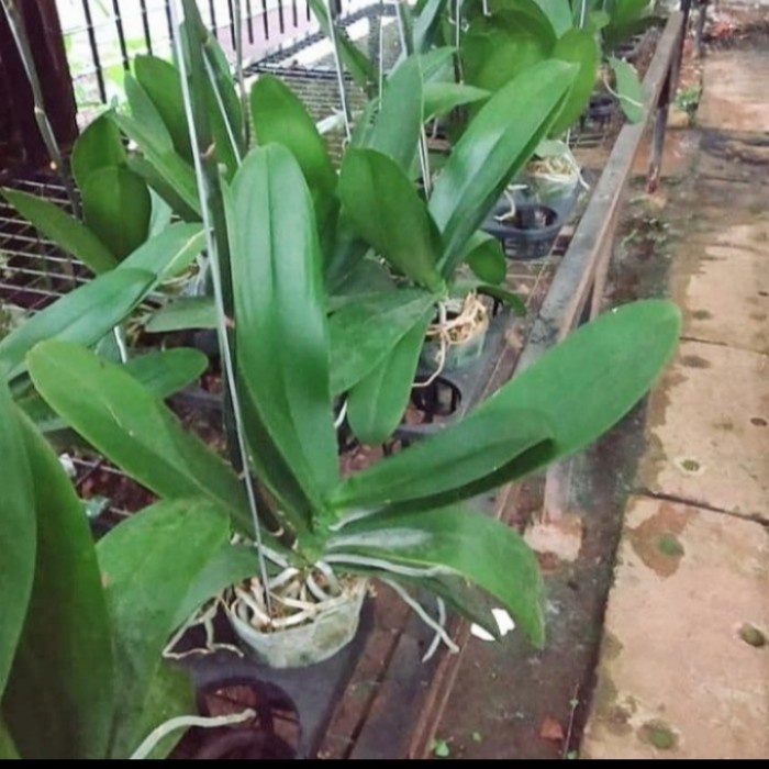 POHON ANGGREK BULAN BUNGA PUTIH DEWASA SIAP SPIKE