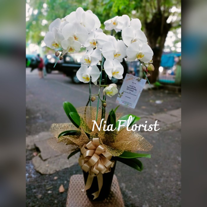 BUNGA ANGGREK HADIAH GIFT ULANG TAHUN TANAMAN HIDUP BUKET BUNGA