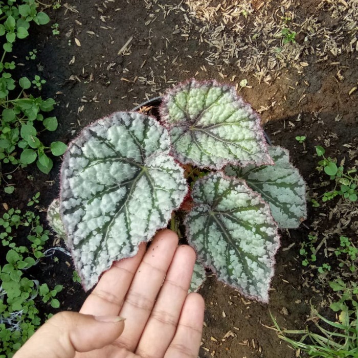 TANAMAN HIAS BUNGA BEGONIA REX ESCARGOT SILVER ICE BEGONIA ICE CREAM
