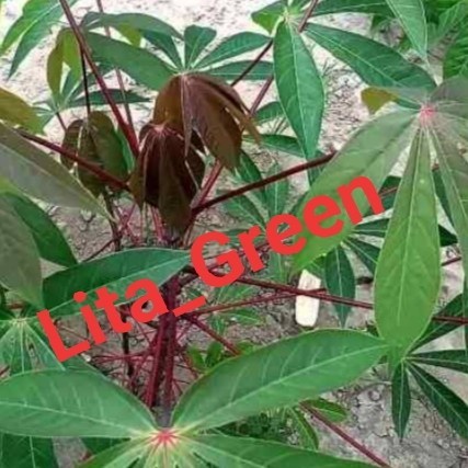 [BestSeller] BIBIT POHON SINGKONG JENIS MANGGU 10 batang