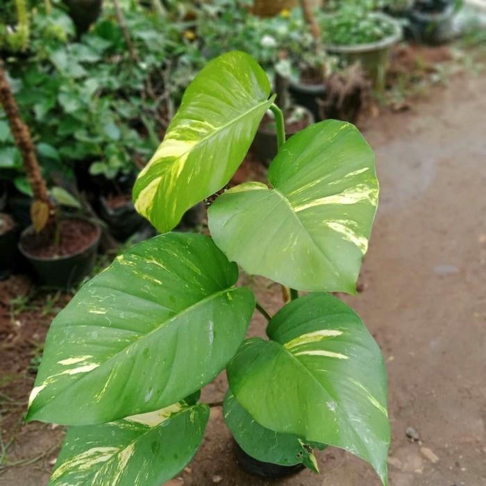[BestSeller] tanaman sirih gading giant/sirih gading daun besar/sirih gading jumbo