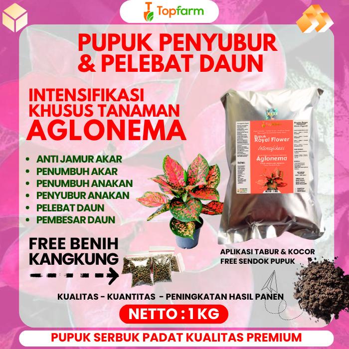 Pupuk Bunga Aglenema - Pupuk Serbuk Aglonema / PUPUK PENYUBUR & PELEBAT TANAMAN HIAS AGLONEMA