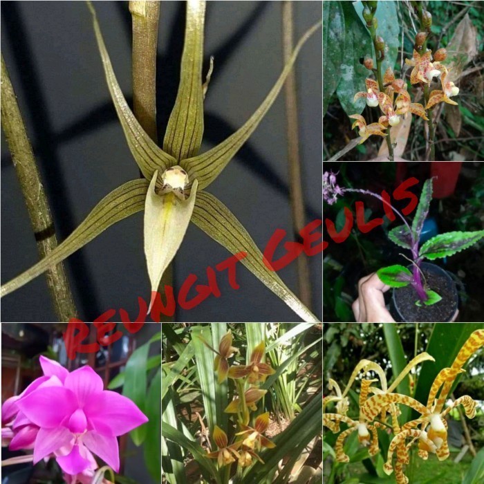Paket anggrek tanah spesies jugle 6 jenis