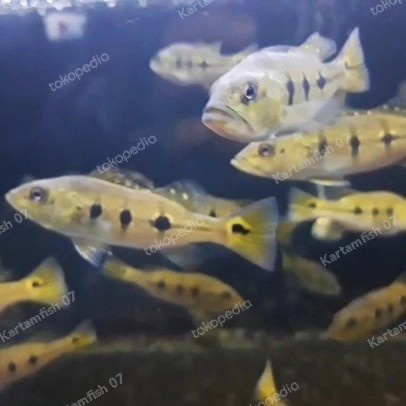 JTTOP" PEACOCK BASS PBASS ORINOCO