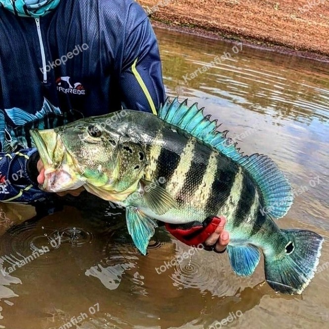 JTTOP" PEACOCK BASS PBASS AZUL