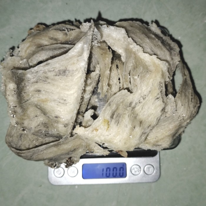 

sarang burung walet kotor alami 100 gram