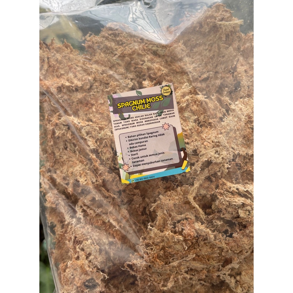 {{ Spagnum moss media tanam 100 gr Spagnum Moss Chile Ready}}