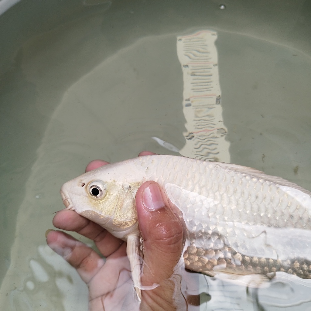 New Ikan Koi Platinum 27 Cm Bu Hitam Putih Blitar Sanke Ochiba Showa Ogon Kohaku Penjinak Kolam